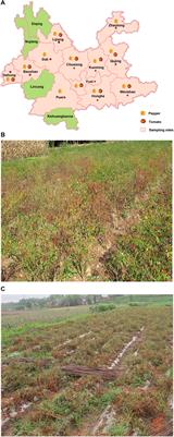 A Multiyear Survey and Identification of Pepper- and Tomato-Infecting Viruses in Yunnan Province, China